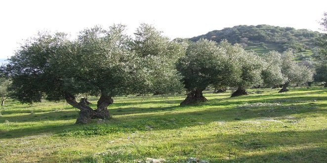 Contraste de opiniones por la ampliación de las ayudas de la Junta a la producción ecológica