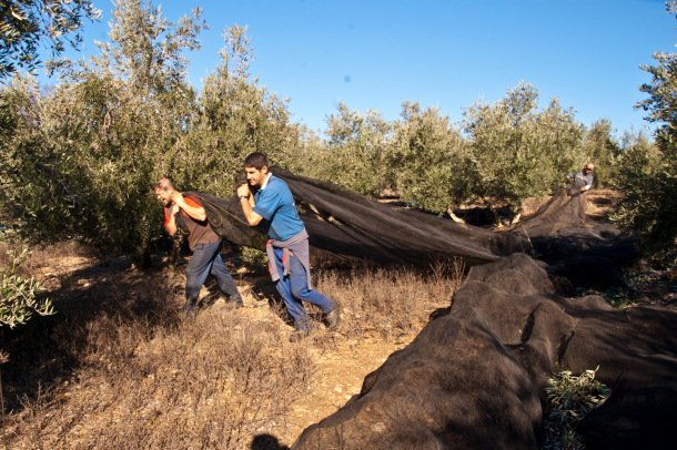 El Congreso aprueba la contratación temporal hasta 120 días para campañas agrícolas y concede ayudas contra la sequía en olivar y viñedos