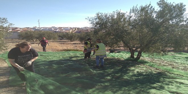 CCOO pide la intermediación a la Junta para que se aplique la subida del SMI en el campo