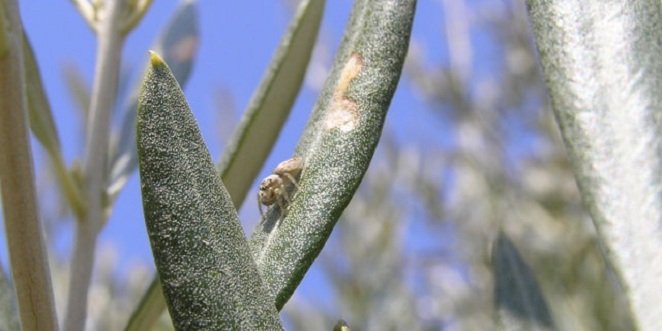 La RAIF alerta de los daños de la polilla del olivo e informa sobre las estrategias para su control