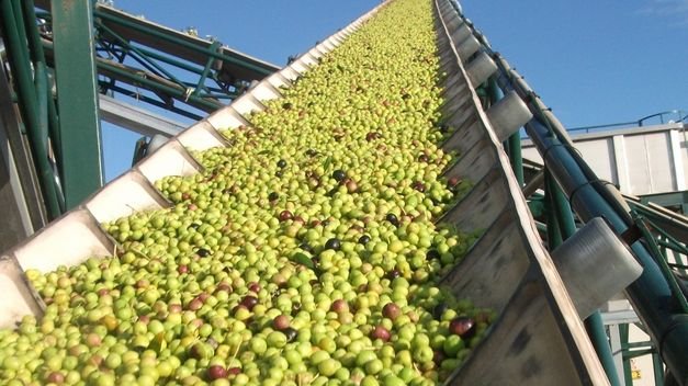 Asaja Córdoba informa sobre el comienzo de la campaña de recogida de la aceituna para aceite en la provincia