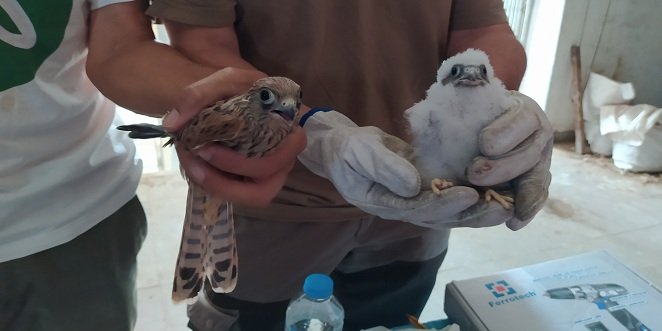 La colonia de cernícalos primilla de Baena sufre un ligero retroceso