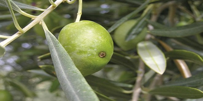 La Junta autoriza el tratamiento aéreo contra la mosca en los olivares de la DOP Baena