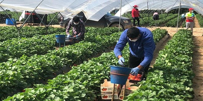 La Junta elabora una guía para temporeros frente al Covid-19 consensuada con el Gobierno y con el sector agrícola