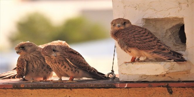 GRODEN-Ecologistas en Acción cumple 10 años actuando a favor del cernícalo primilla en el silo de Baena