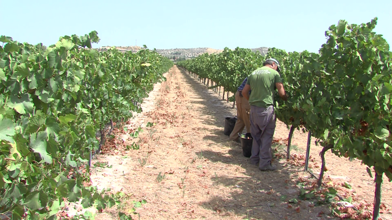Bodegas Jesús Nazareno inicia la vendimia 2020 con la recogida de las uvas verdejo y tintas