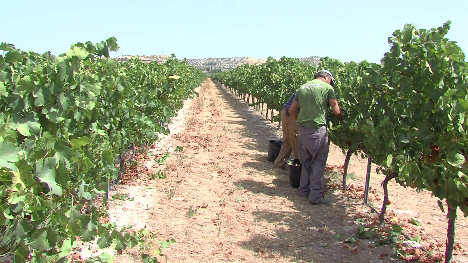 Bodegas Jesús Nazareno inicia la vendimia 2020 con la recogida de las uvas verdejo y tintas