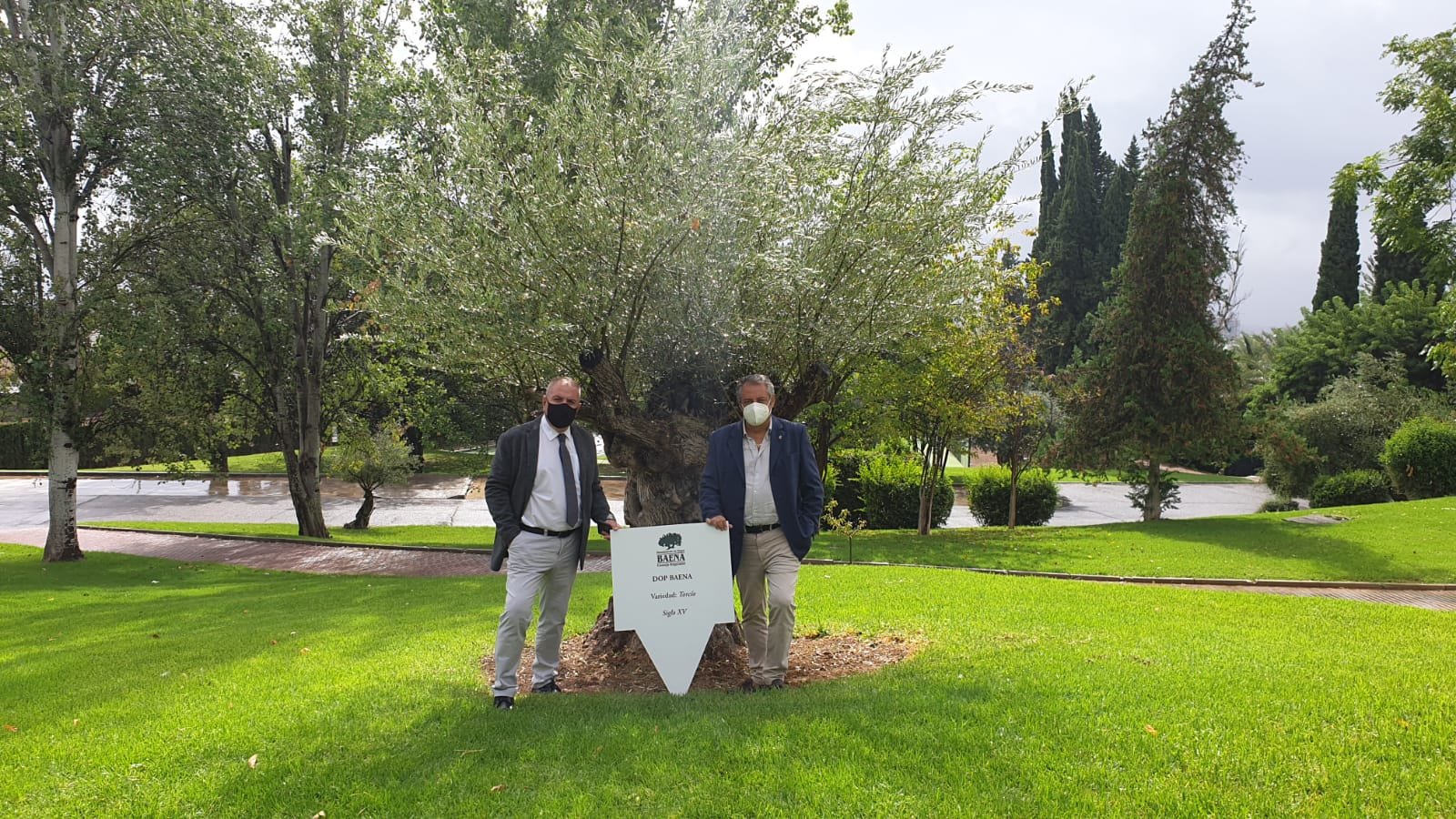 La DOP Baena planta un olivo centenario del siglo XV en el Parador de La Arruzafa de Córdoba
