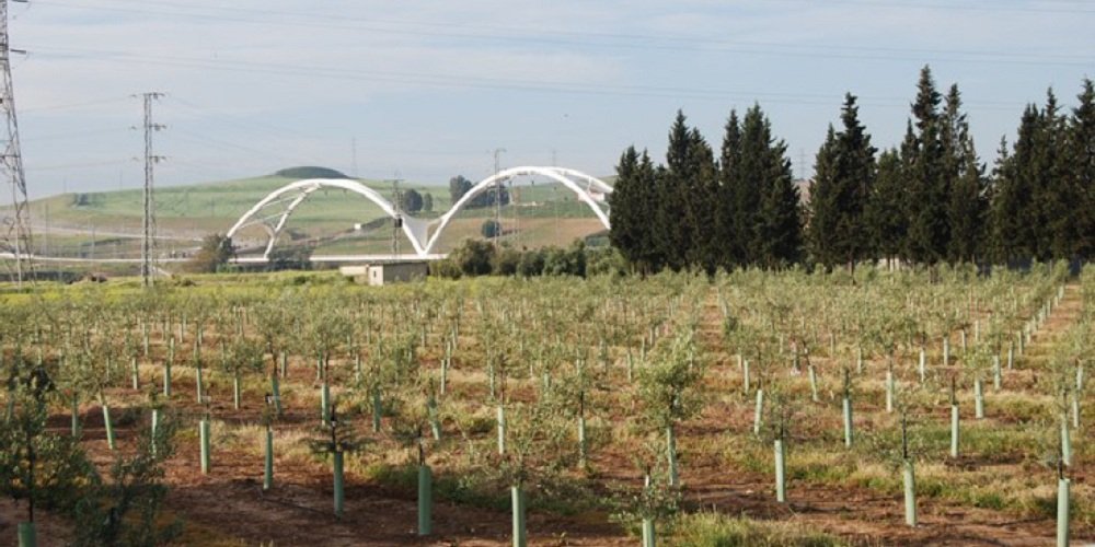 El Ifapa de Córdoba obtiene tres variedades de olivo resistentes a la verticilosis a través de un proyecto de mejora genética