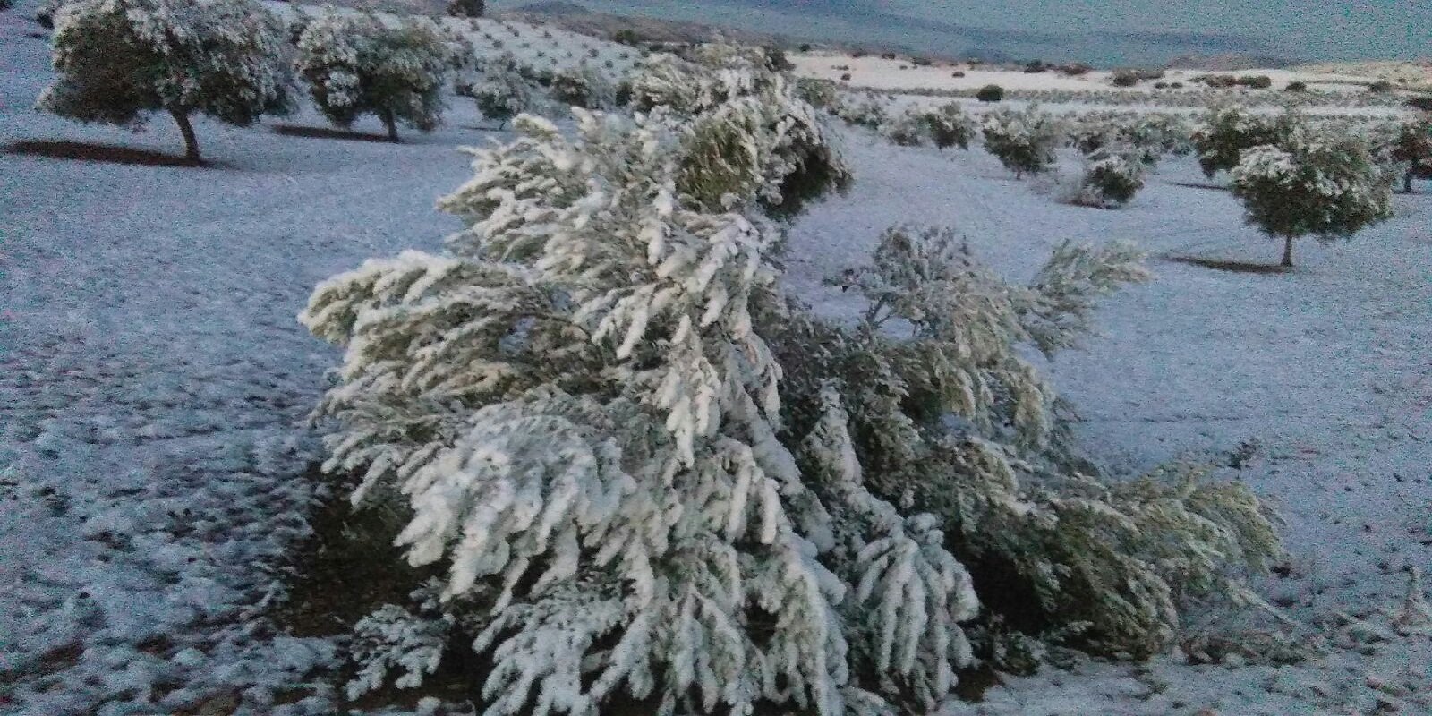 Aprobado el Plan de Seguros Agrarios Combinados para 2023 dotado con 317 millones de euros