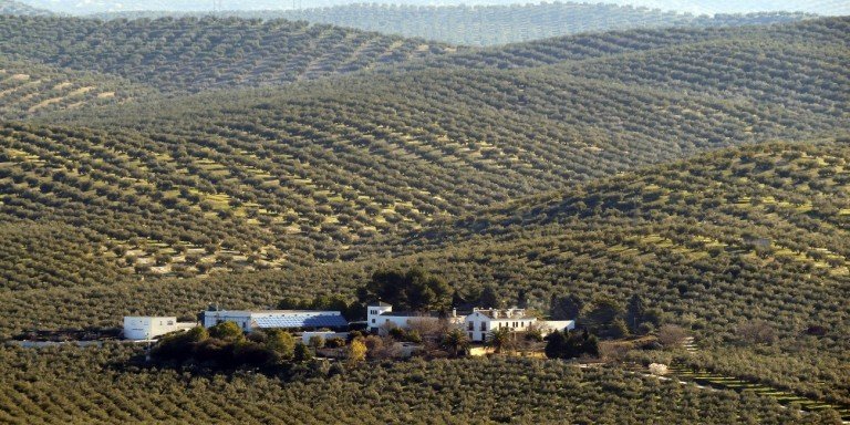 ‘Los paisajes del olivar en Andalucía’, candidatura oficial de España a Patrimonio Mundial de la UNESCO en 2022