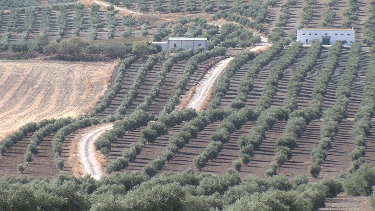 La Junta inicia el pago de 785 millones de euros de anticipo de ayudas de la PAC 2023 a más de 200.000 andaluces