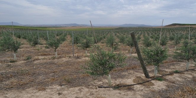 Asaja Córdoba lamenta que los regantes individuales no puedan acogerse a las ayudas de modernización de regadío