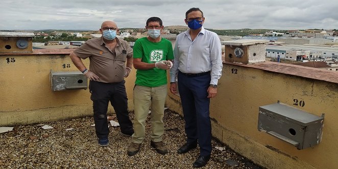 La colonia de cernícalos primilla del silo de Baena aumenta hasta las 21 parejas en 2021