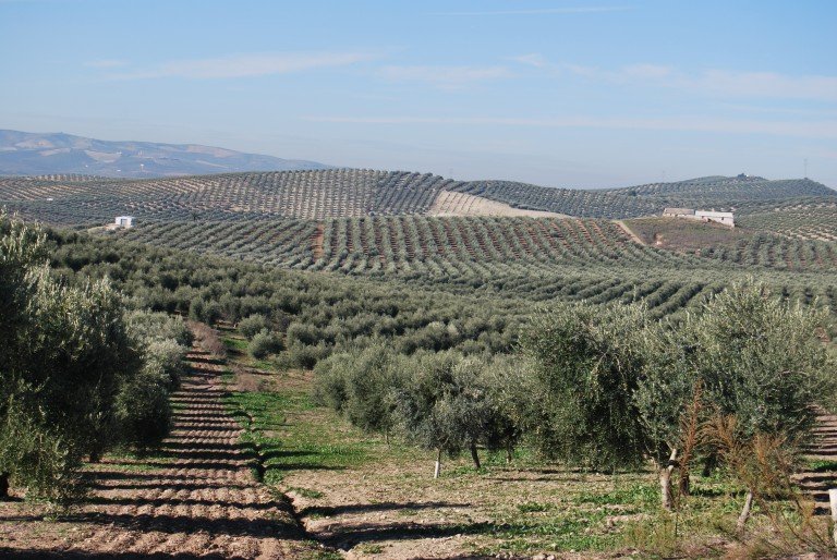 El Ministerio de Agricultura reduce en un 50% el sistema de módulos para productos del olivo