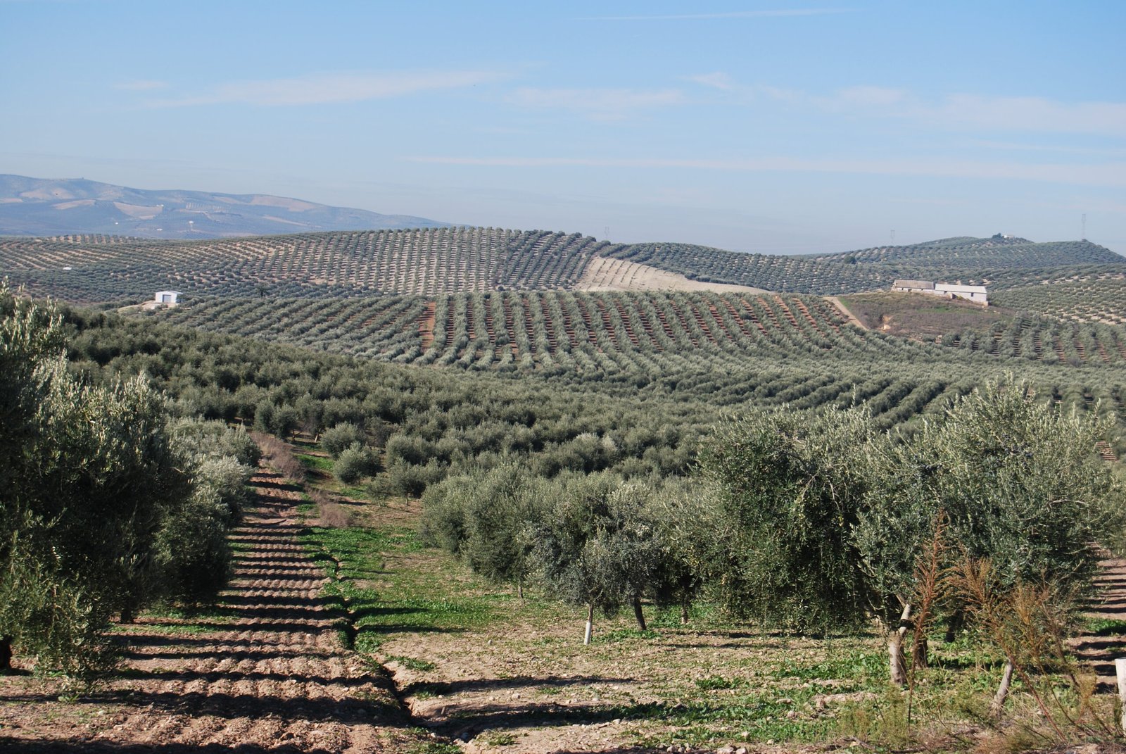 El Ministerio de Agricultura reduce en un 50% el sistema de módulos para productos del olivo
