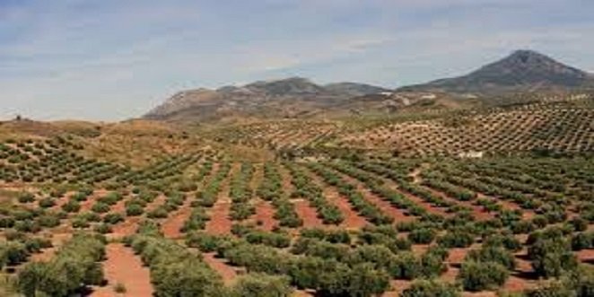 Los pagos de las ayudas directas de la PAC de la campaña 2023 superan los 4.833 millones de euros