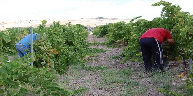 Las cooperativas del marco Montilla-Moriles reclaman un plan estratégico para salvaguardar el sector