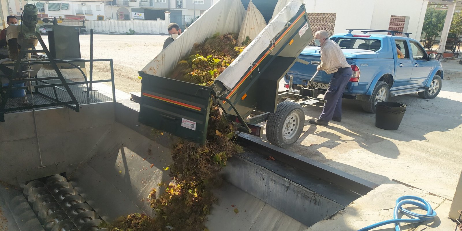 Montilla-Moriles cierra su vendimia «más corta de la historia», con solo 24 millones de kilos de uva