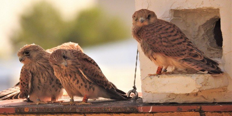 La población de cernícalo primilla baja a “mínimos históricos” en la campiña Baena