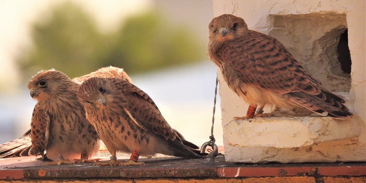 La población de cernícalo primilla baja a “mínimos históricos” en la campiña Baena