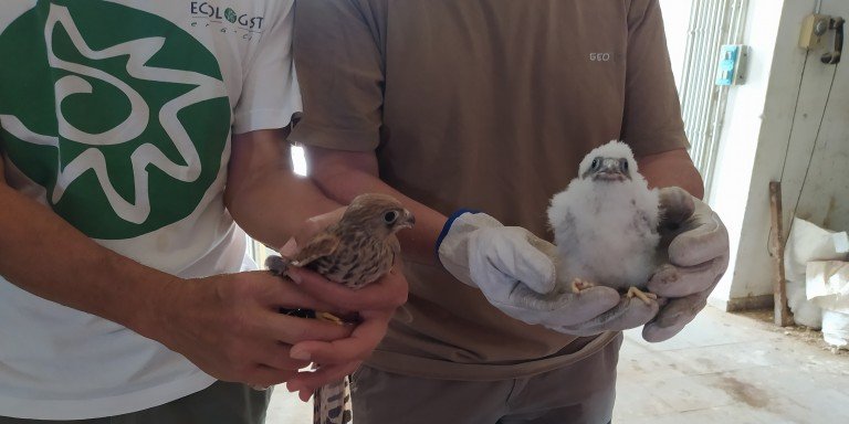 La temporada de reproducción del cernícalo primilla finaliza en Baena con un censo de 20 parejas y 64 pollos