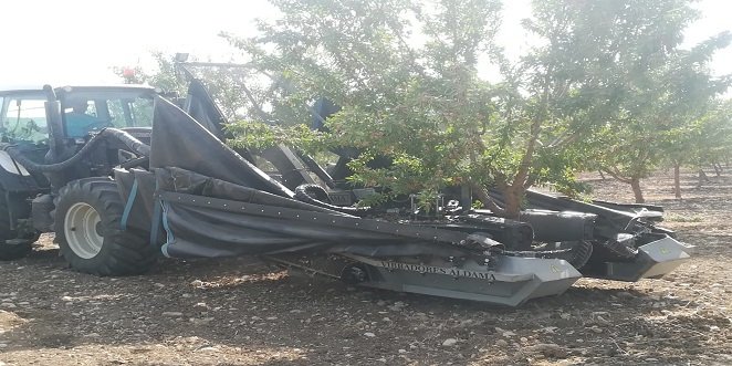 Comienza la recolección de la almendra con una disminución de entre un 15% y un 20% en la producción