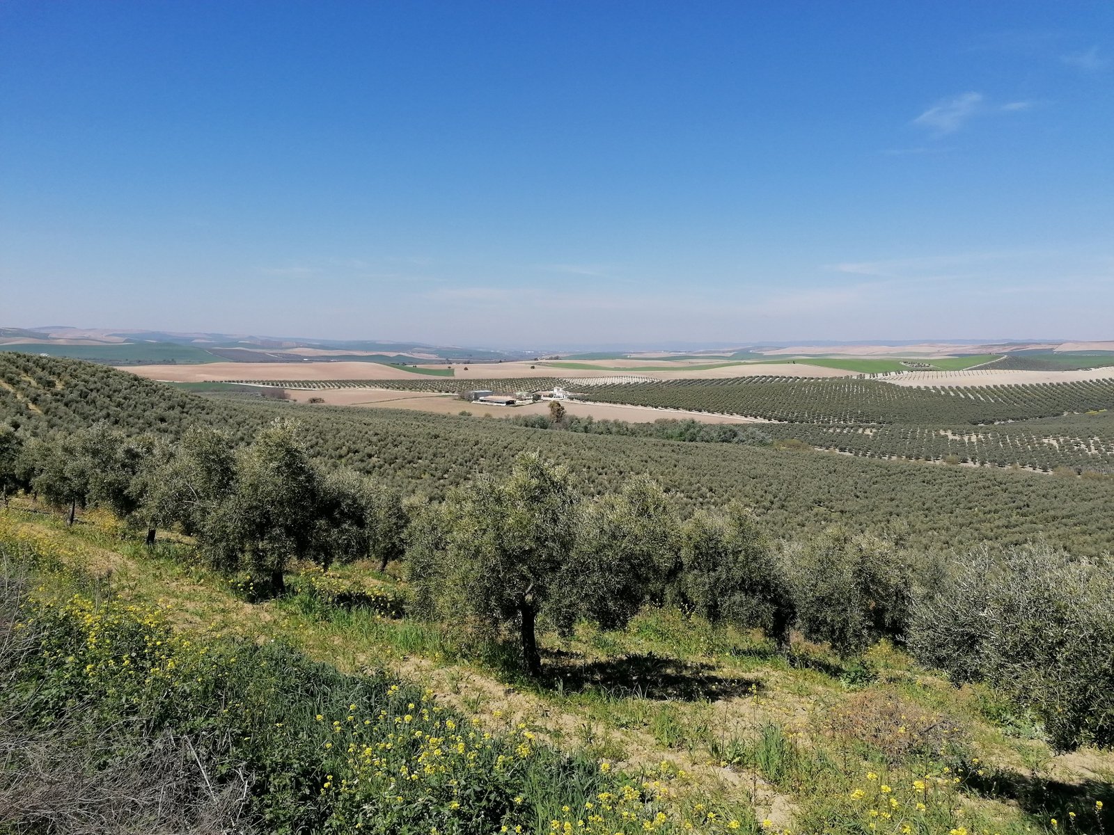 Asaja valora positivamente la retirada de la candidatura del paisaje del olivar como Patrimonio Mundial