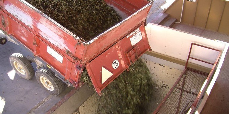 Cooperativas y almazaras de Córdoba comienzan a recibir las primeras aceitunas para molino
