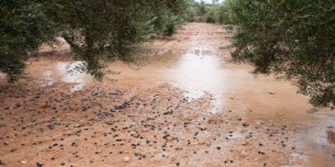 El Gobierno consolida el presupuesto de 315 millones de euros para apoyar la contratación de seguros agrarios