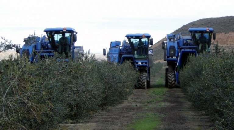 COAG Andalucía pronostica un descenso del 30% en la producción del olivar de regadío