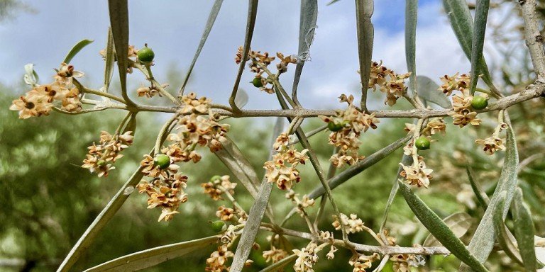 AEMO augura una escasa campaña de aceite de oliva a causa del calor extremo y la falta de riego