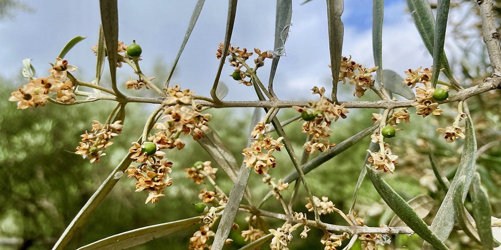 AEMO augura una escasa campaña de aceite de oliva a causa del calor extremo y la falta de riego