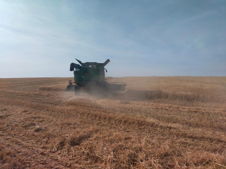 Comienza la recolección de cereales en la provincia de Córdoba con disminución en la producción por la climatología