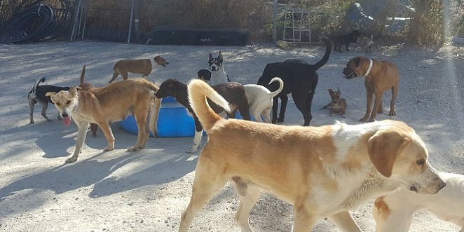 La Diputación de Córdoba destina 36.000 euros para subvenciones a asociaciones protectoras de animales de la provincia