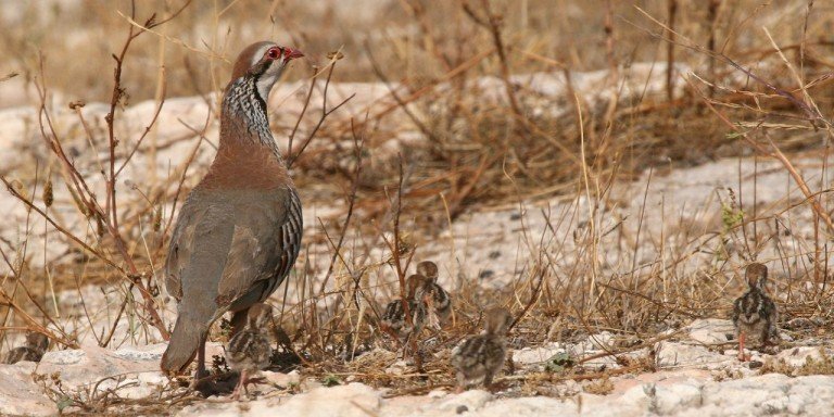 El BOJA publica la nueva orden de vedas que regula el calendario de caza en Andalucía