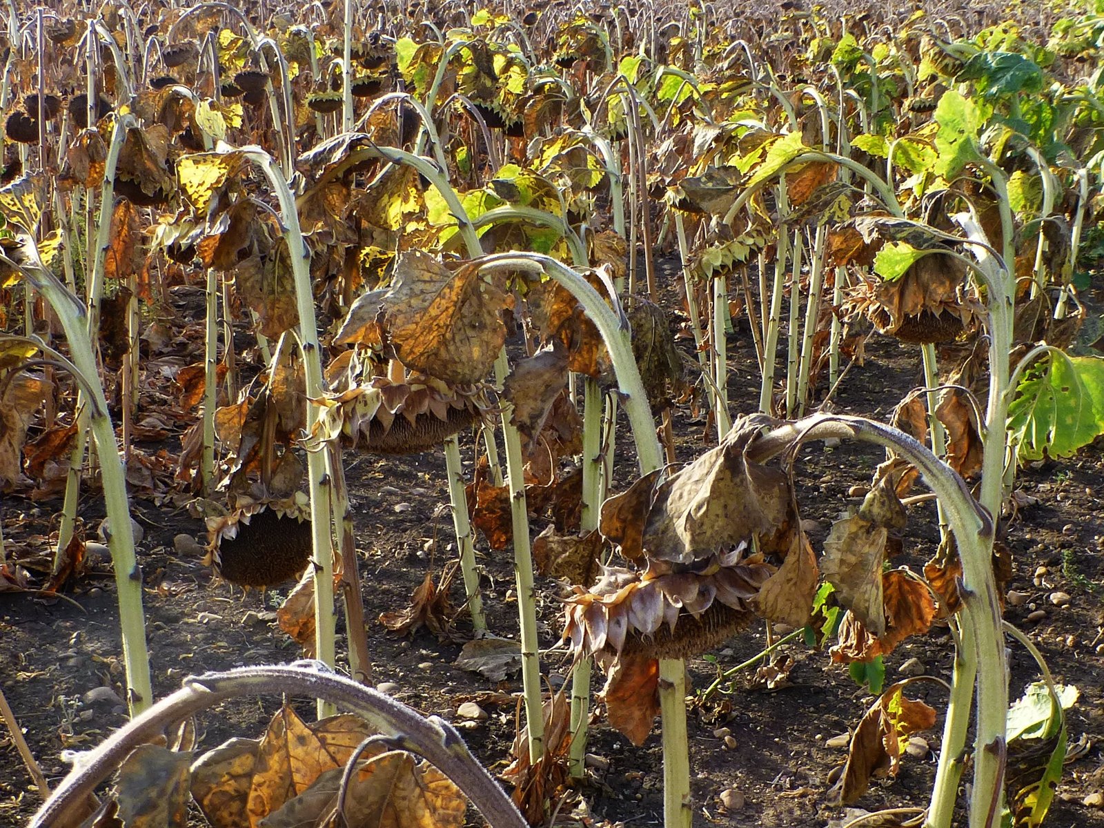 Comienza la campaña del girasol en Córdoba con una bajada de la producción de un 48%