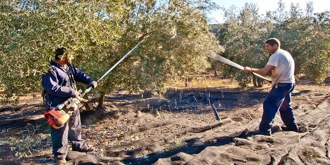 La campaña de la aceituna reduce el paro en Baena en 88 personas y baja el total de parados de la barrera del millar