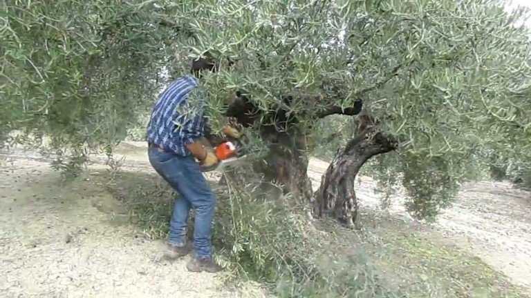 Más de 39.000 agricultores y ganaderos han presentado solicitud de ayudas de la Política Agrícola Común