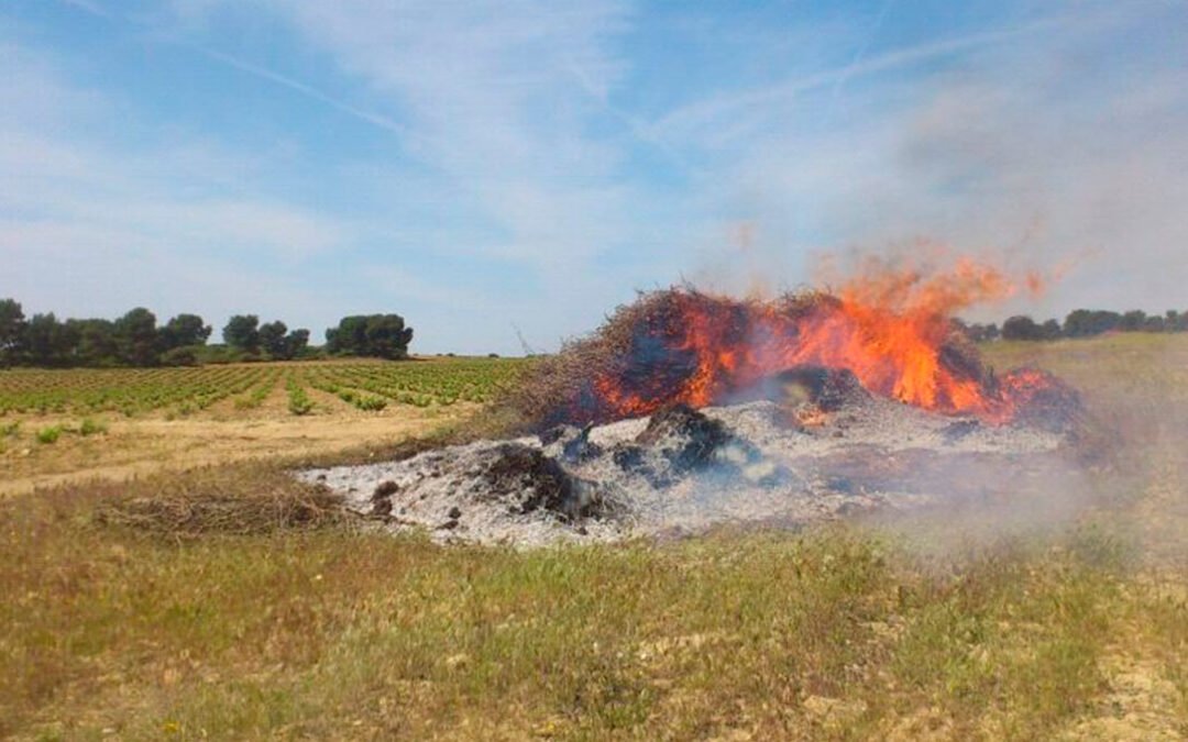 La Junta autoriza por problemas sanitarios la quema de restos de poda y sarmientos en viñedos