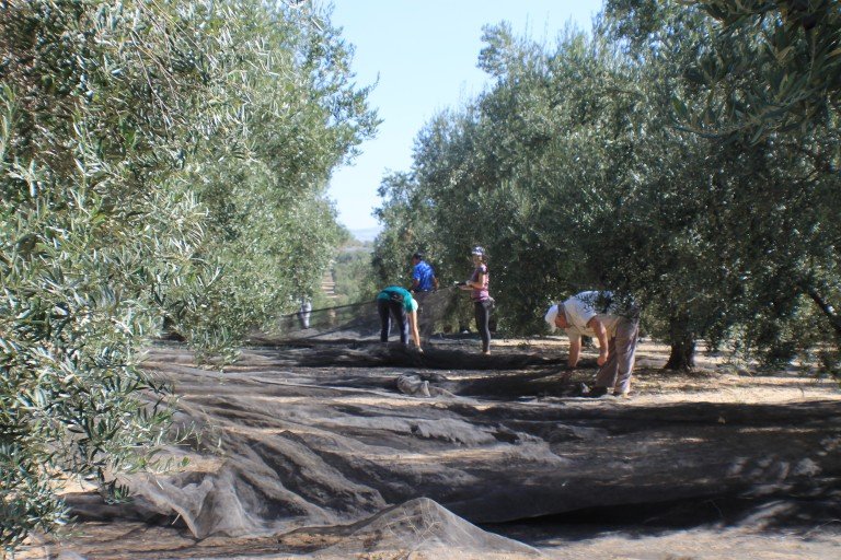 Comienza la campaña de aceite de oliva en Córdoba con una cosecha previsiblemente igual de escasa que el año pasado