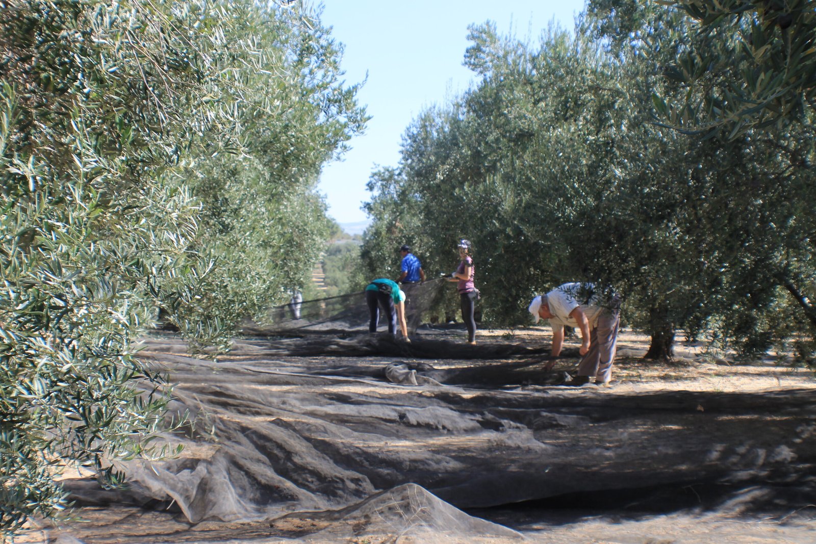 Comienza la campaña de aceite de oliva en Córdoba con una cosecha previsiblemente igual de escasa que el año pasado
