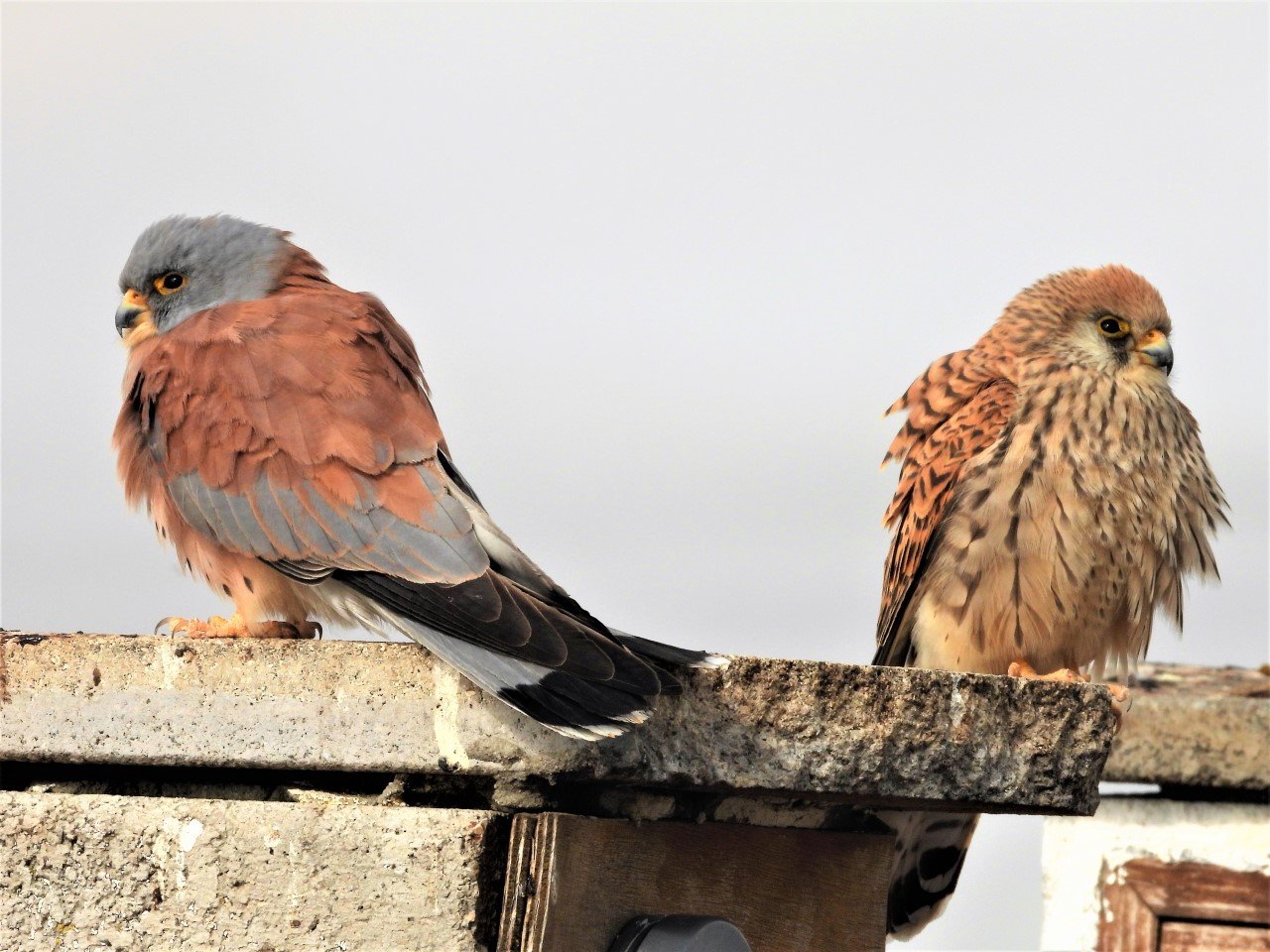 Baena acogerá nuevos ejemplares de cernícalos primillas durante marzo y abril