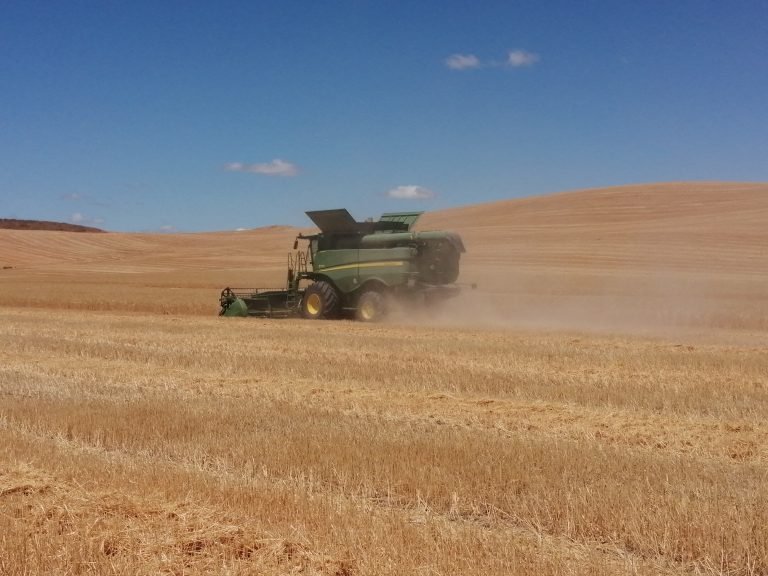 Un estudio del Ifapa en Córdoba investiga los efectos del cambio climático en la resistencia del trigo a enfermedades
