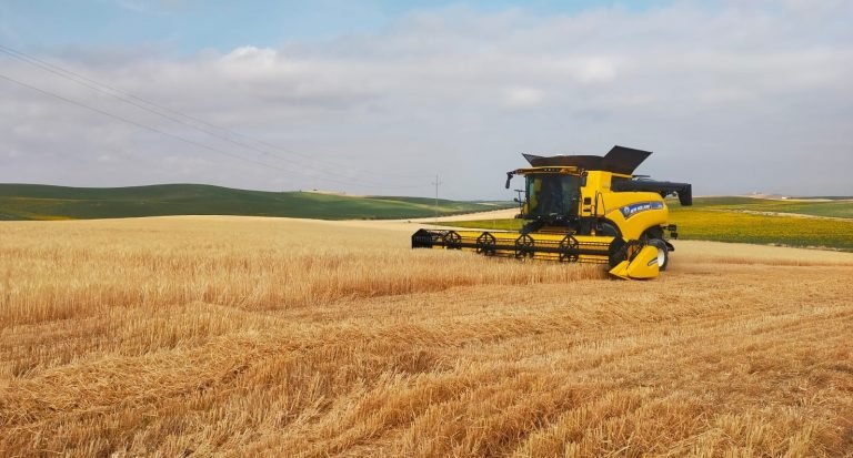 Comienza la recolección de cereales en la provincia de Córdoba con producciones mínimas por la sequía