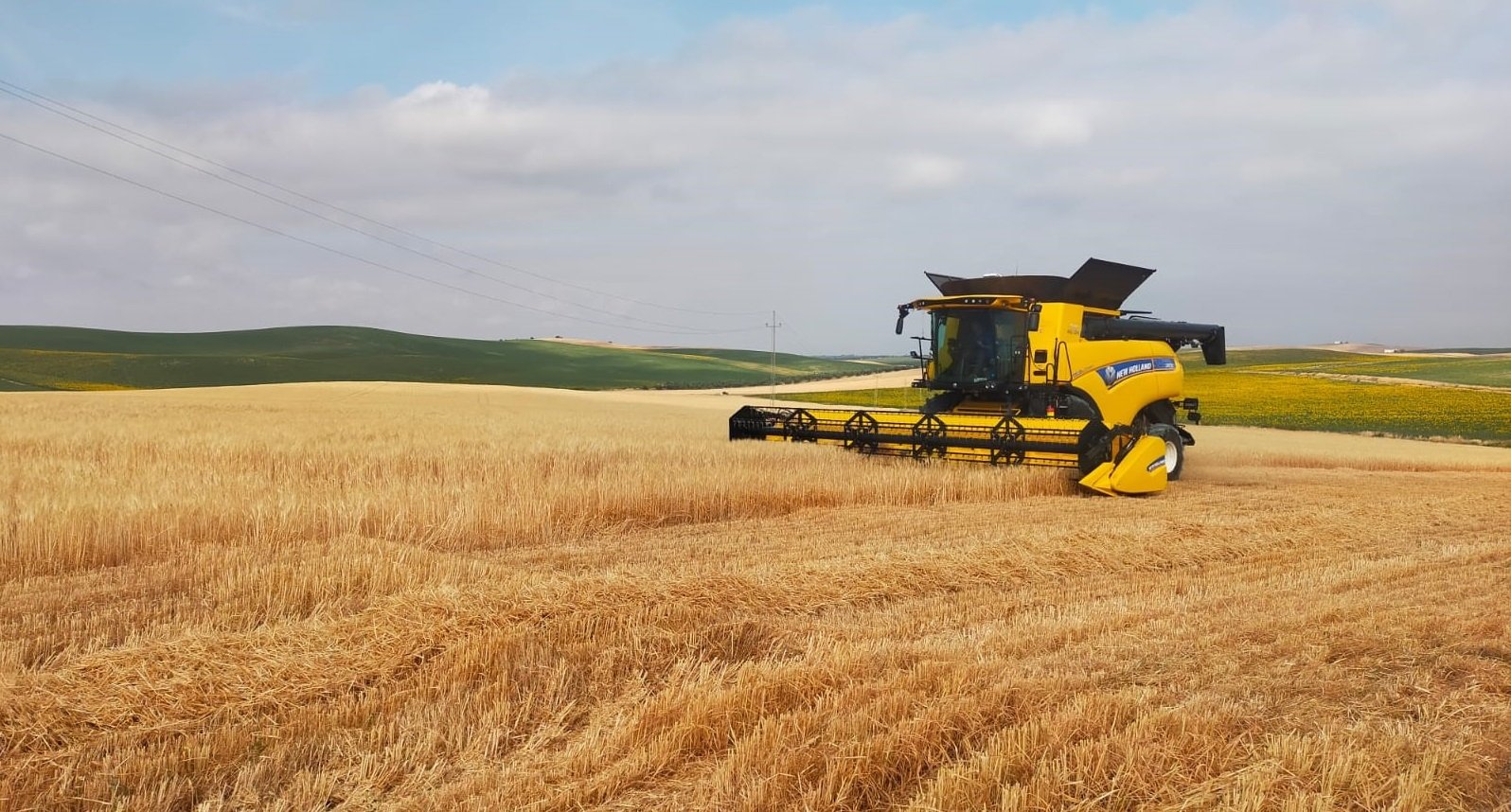 Comienza la recolección de cereales en la provincia de Córdoba con producciones mínimas por la sequía