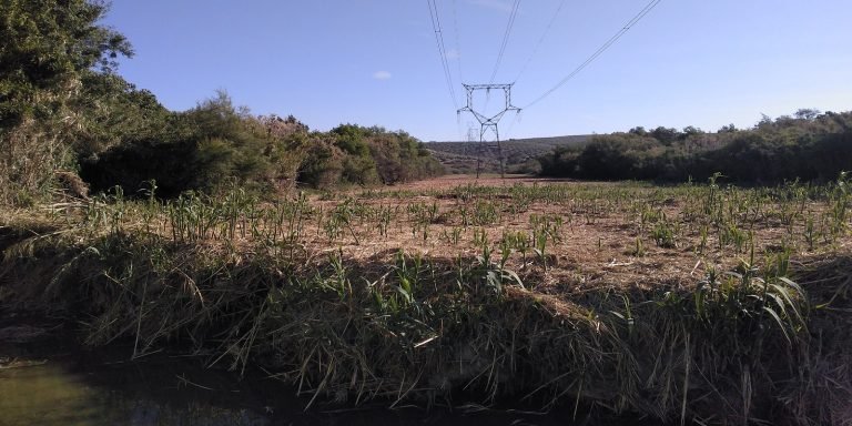 Ecologistas en Acción denuncia daños a la fauna y flora en la ribera del Guadajoz por parte de Red Eléctrica de España