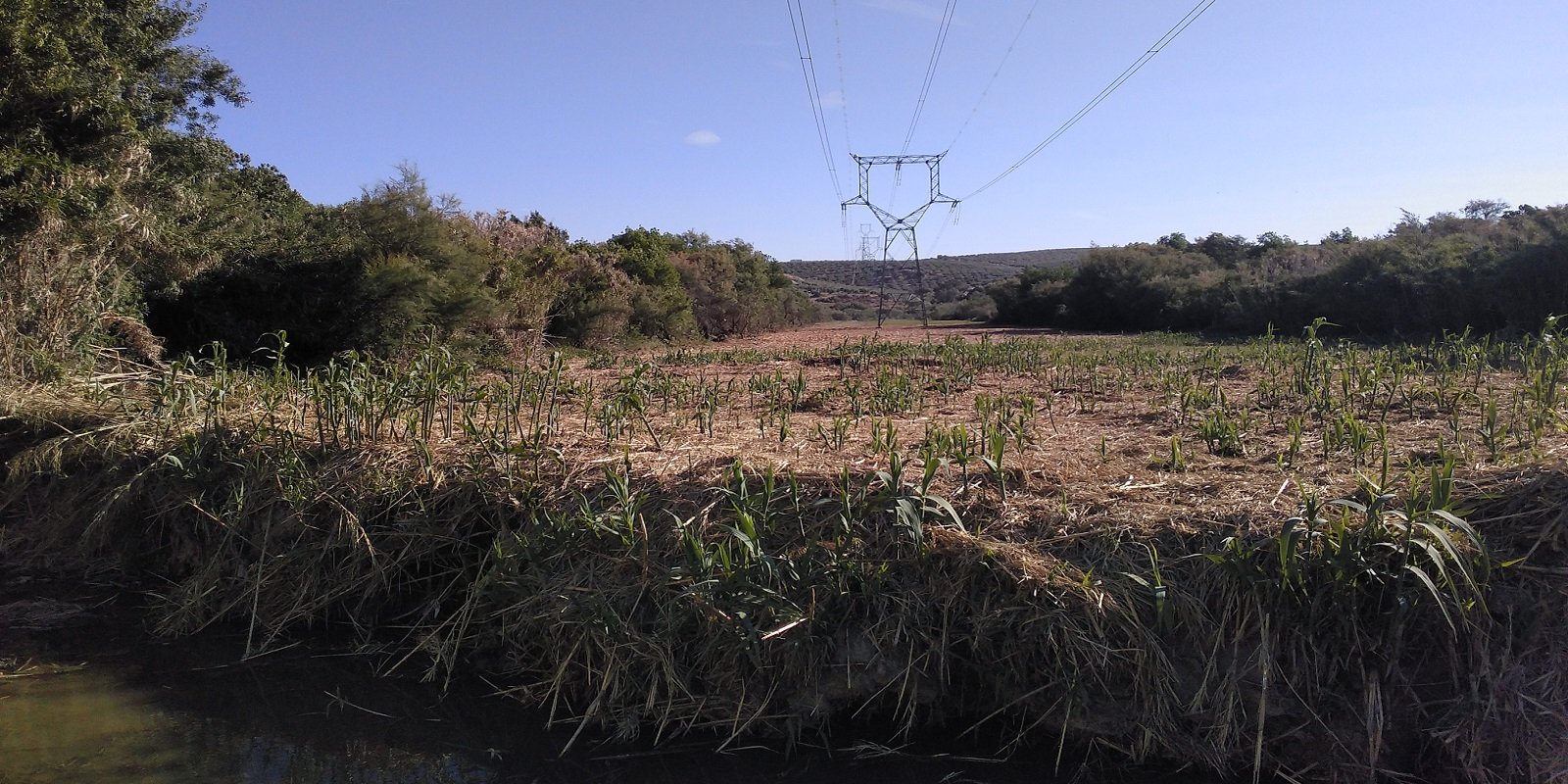 Ecologistas en Acción denuncia daños a la fauna y flora en la ribera del Guadajoz por parte de Red Eléctrica de España