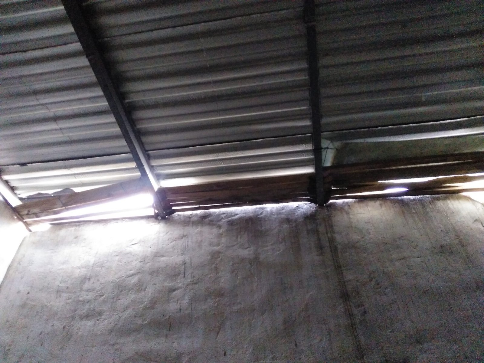 La colonia de cernícalo primilla del Silo de Baena en peligro por el deterioro del edificio