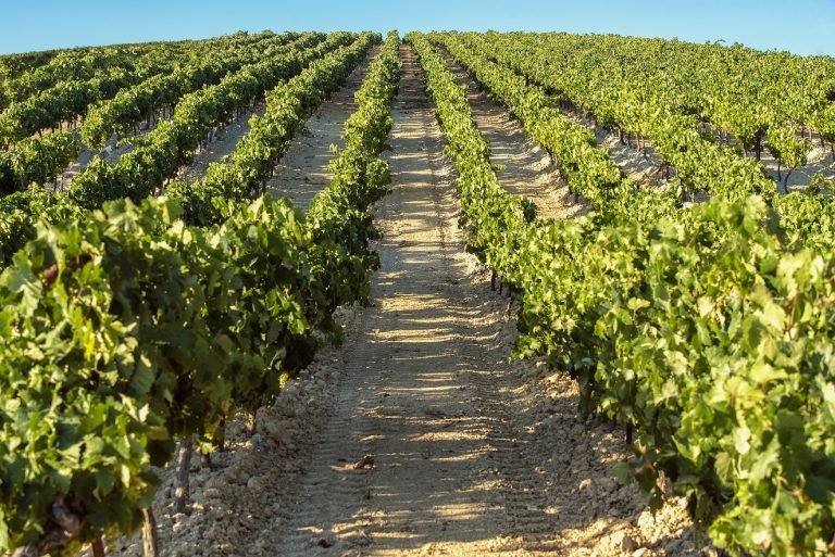 La Junta concede 3,8 millones de euros en ayudas para la reconversión y reestructuración del viñedo